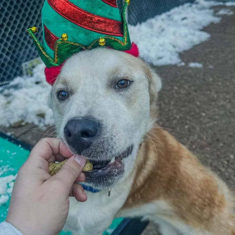 Giuseppe thumbnail 3