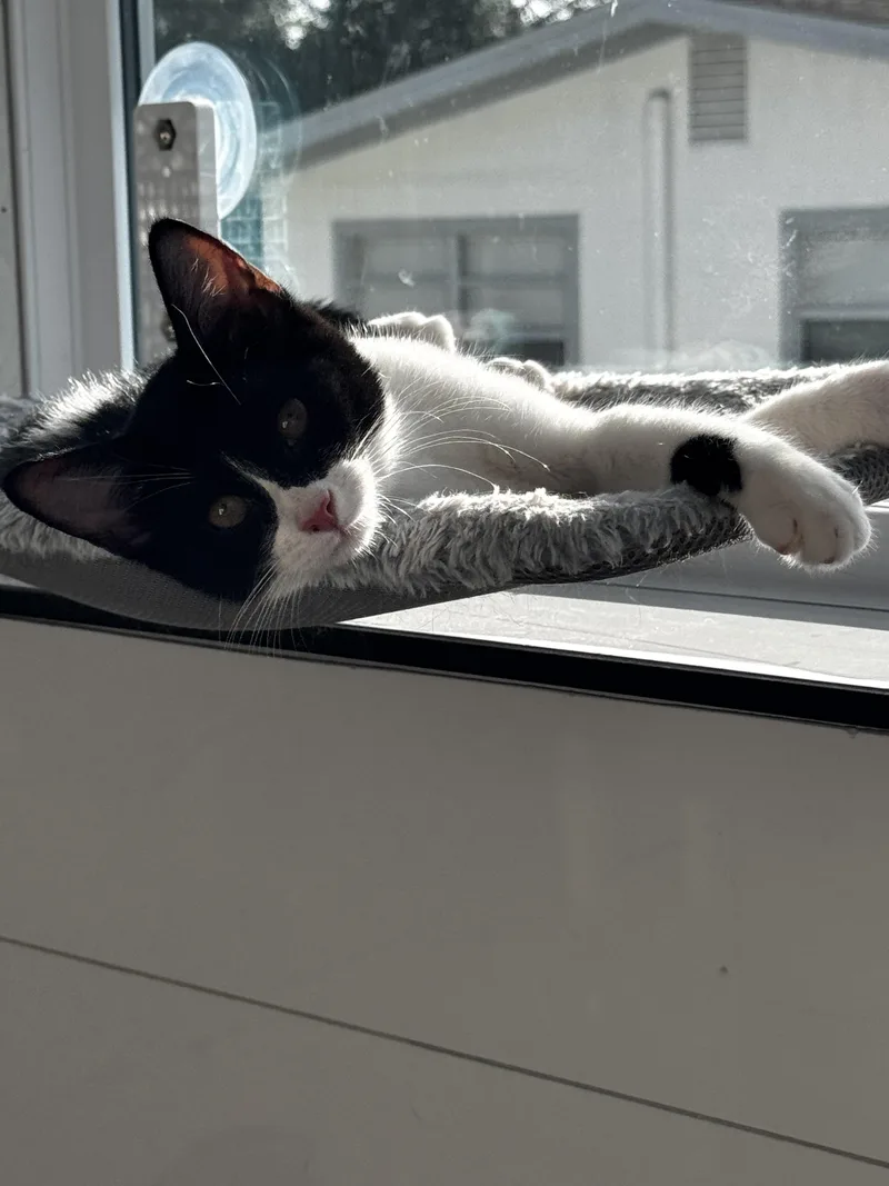 A baby small-sized female Domestic Short Hair cat named Galadriel for adoption in St Petersburg, FL