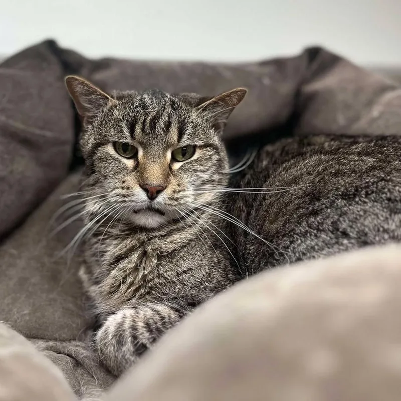 A senior medium-sized female Brown / Chocolate Domestic Short Hair cat named Arabella for adoption in Milan, IL