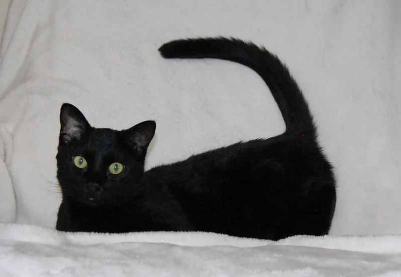 A young medium-sized male Domestic Short Hair cat named Unsteady Eddy for adoption in Salt Lake City, UT