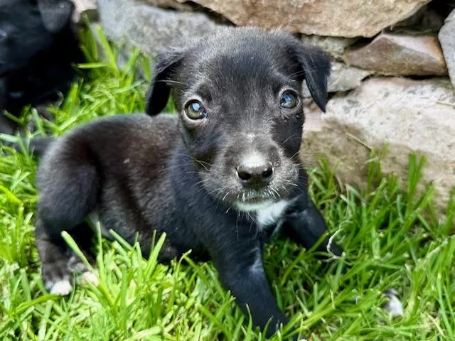 A baby small-sized female Black Chihuahua dog named Tootie for adoption in Austin, TX
