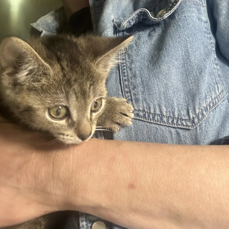 A baby small-sized male Brown / Chocolate Domestic Short Hair cat named Hershey for adoption in Middle Village, NY