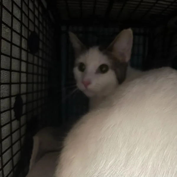 An adult small-sized female Domestic Short Hair cat named Jillian for adoption in Des Moines, IA