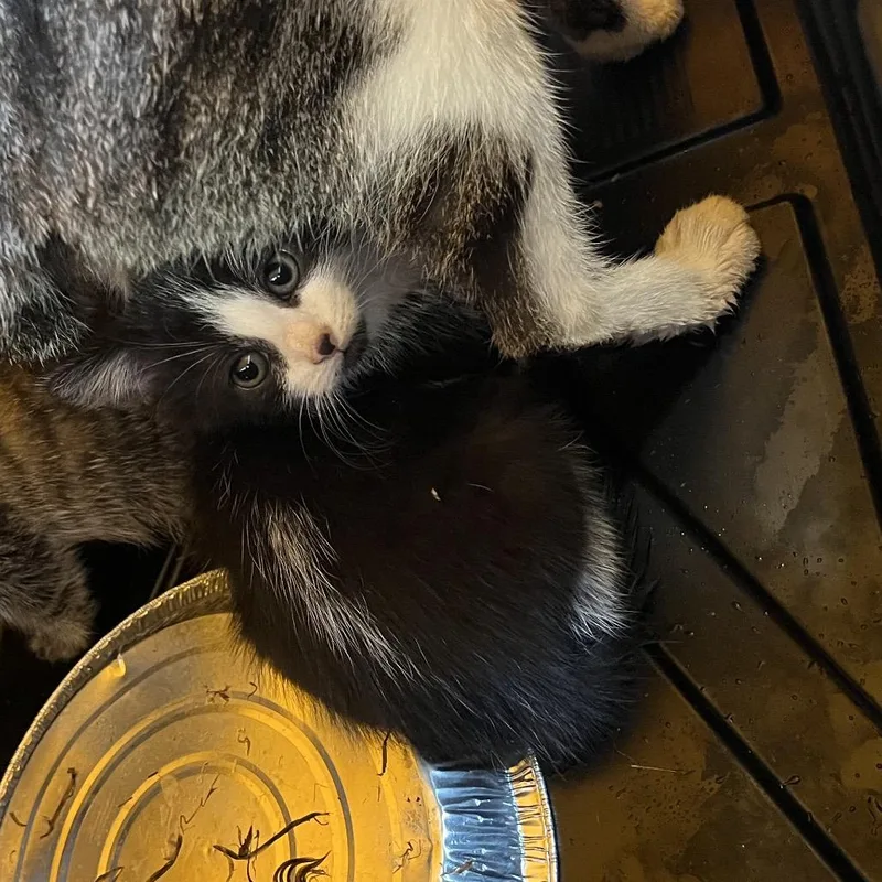 A baby small-sized female Brown / Chocolate Domestic Short Hair cat named Ocean for adoption in Greensboro, NC