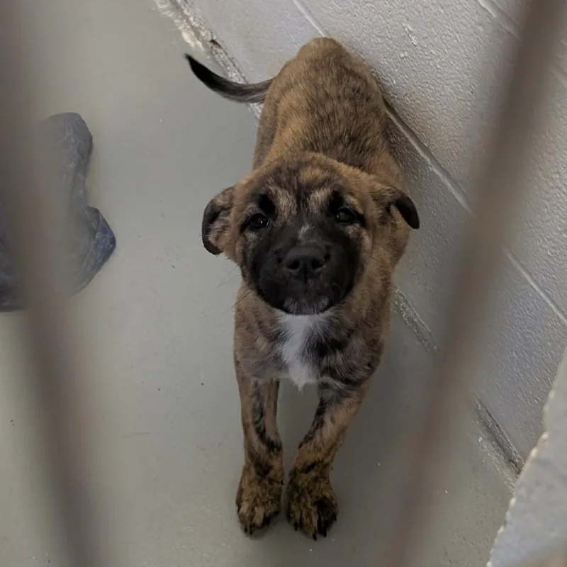 A baby small-sized female Brindle German Shepherd Dog dog named Pretzle for adoption in Buchanan Dam, TX