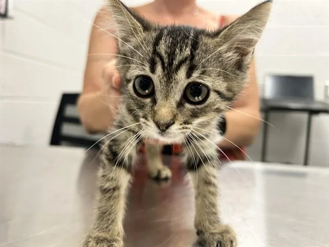 A baby small-sized female Domestic Short Hair cat named Tiny Tina for adoption in Ocala, FL