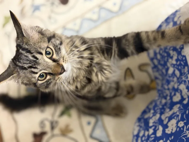 A baby medium-sized male Tabby (Brown / Chocolate) Domestic Medium Hair cat named Gene Simmons for adoption in Greensburg, PA