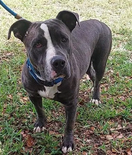 A young large-sized female American Staffordshire Terrier dog named Pucci for adoption in Fort Lauderdale, FL
