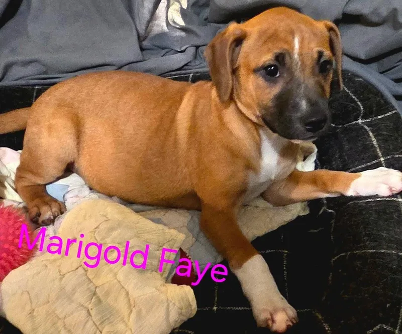 Marigold Faye