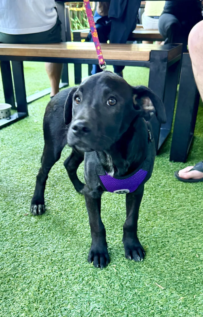 A young medium-sized male Black Labrador Retriever dog named Harold for adoption in Concord, CA
