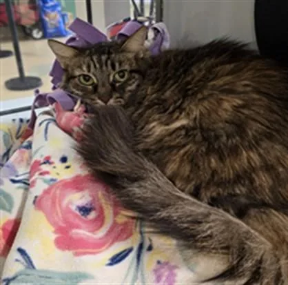 An adult small-sized female Domestic Long Hair cat named Taffy for adoption in South Lake Tahoe, CA