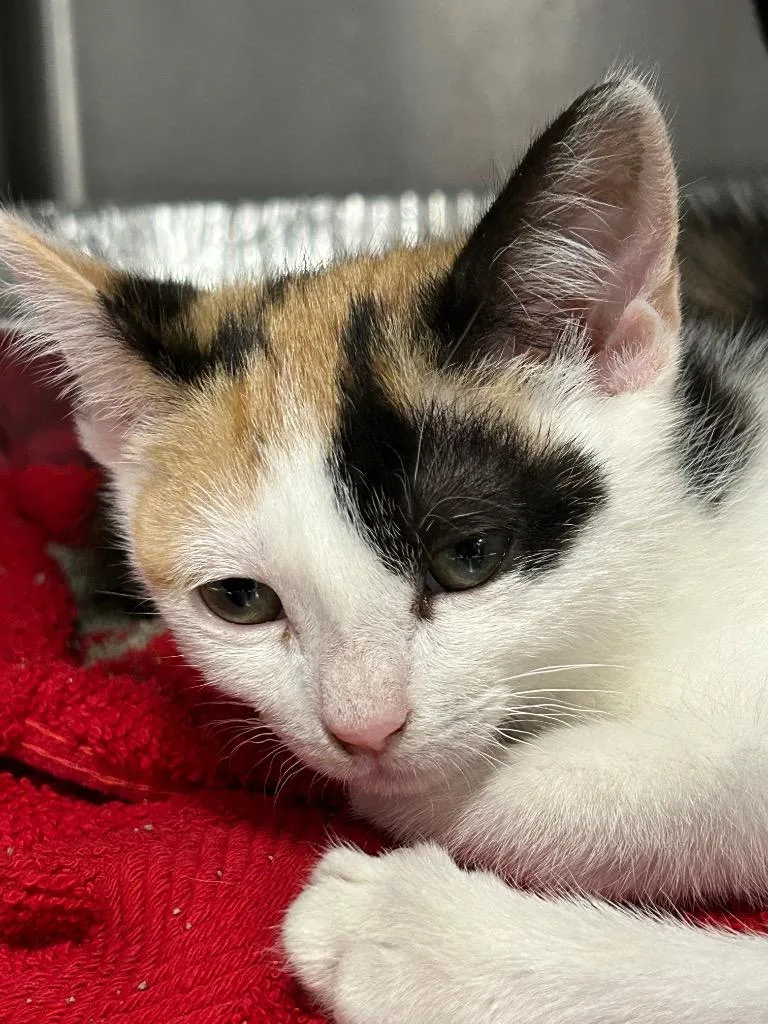 A young medium-sized female Domestic Short Hair cat named Skipper for adoption in Cumming, GA