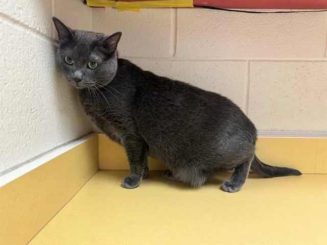 An adult medium-sized female Domestic Short Hair cat named Luna for adoption in Colorado Springs, CO