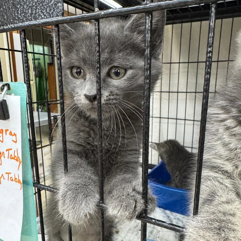 A baby small-sized female Domestic Short Hair cat named Whimsical for adoption in Breese, IL