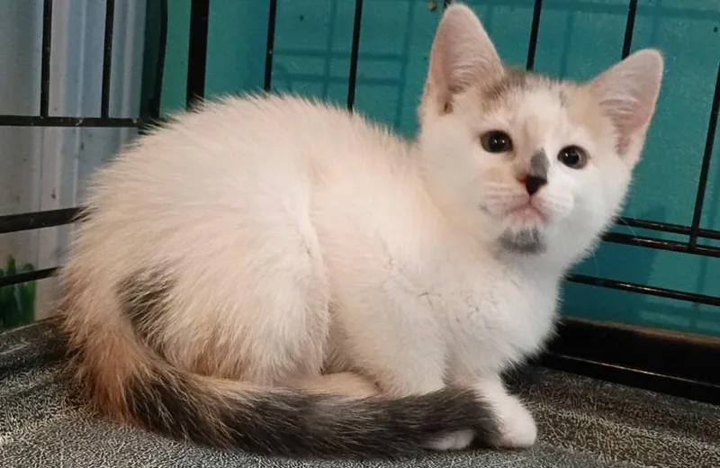 A baby small-sized male Domestic Short Hair cat named Freedom for adoption in Crocker, MO