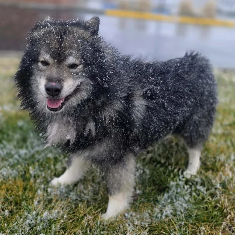 An adult medium-sized male Black Keeshond dog named Ranger for adoption in Carlin, NV