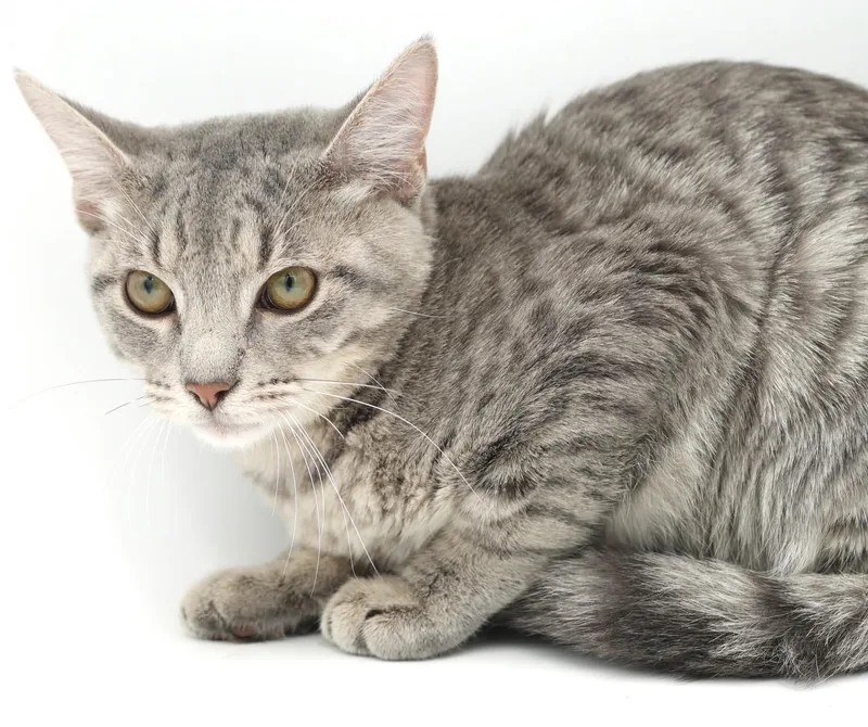 A baby small-sized male Silver cat named Hank is a polka for adoption in Bedford Hills, NY