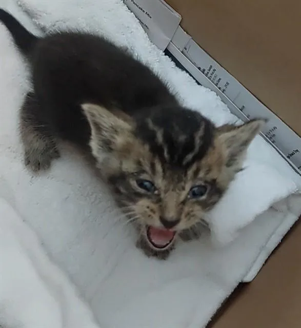 A baby small-sized male Domestic Short Hair cat named Short Whiskers for adoption in Fort Lauderdale, FL