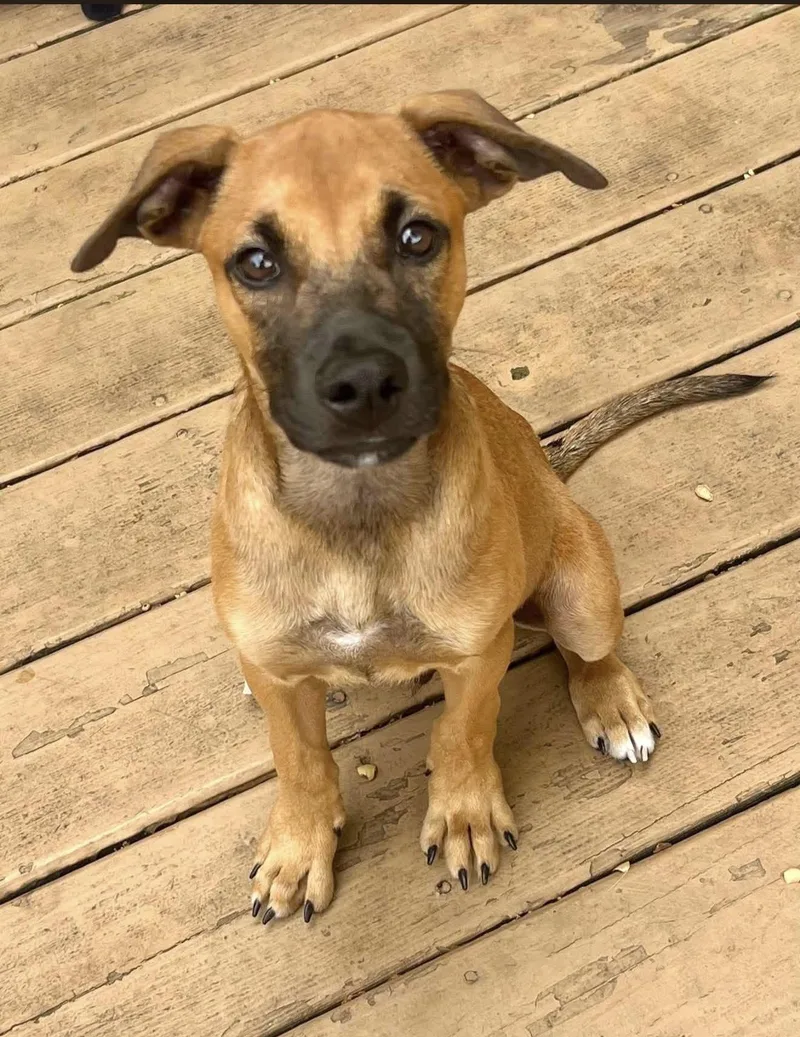 A baby medium-sized male Yellow / Tan / Blond / Fawn Mixed Breed dog named Max for adoption in Ronkonkoma, NY