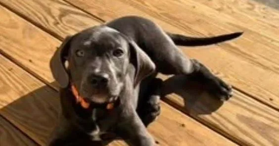 A baby medium-sized female Black Weimaraner dog named Mavis for adoption in Troy, VA