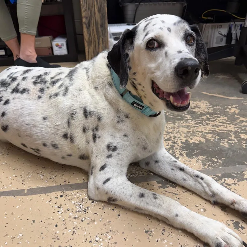 An adult large-sized female White / Cream Dalmatian dog named Dottie for adoption in Newport, TN