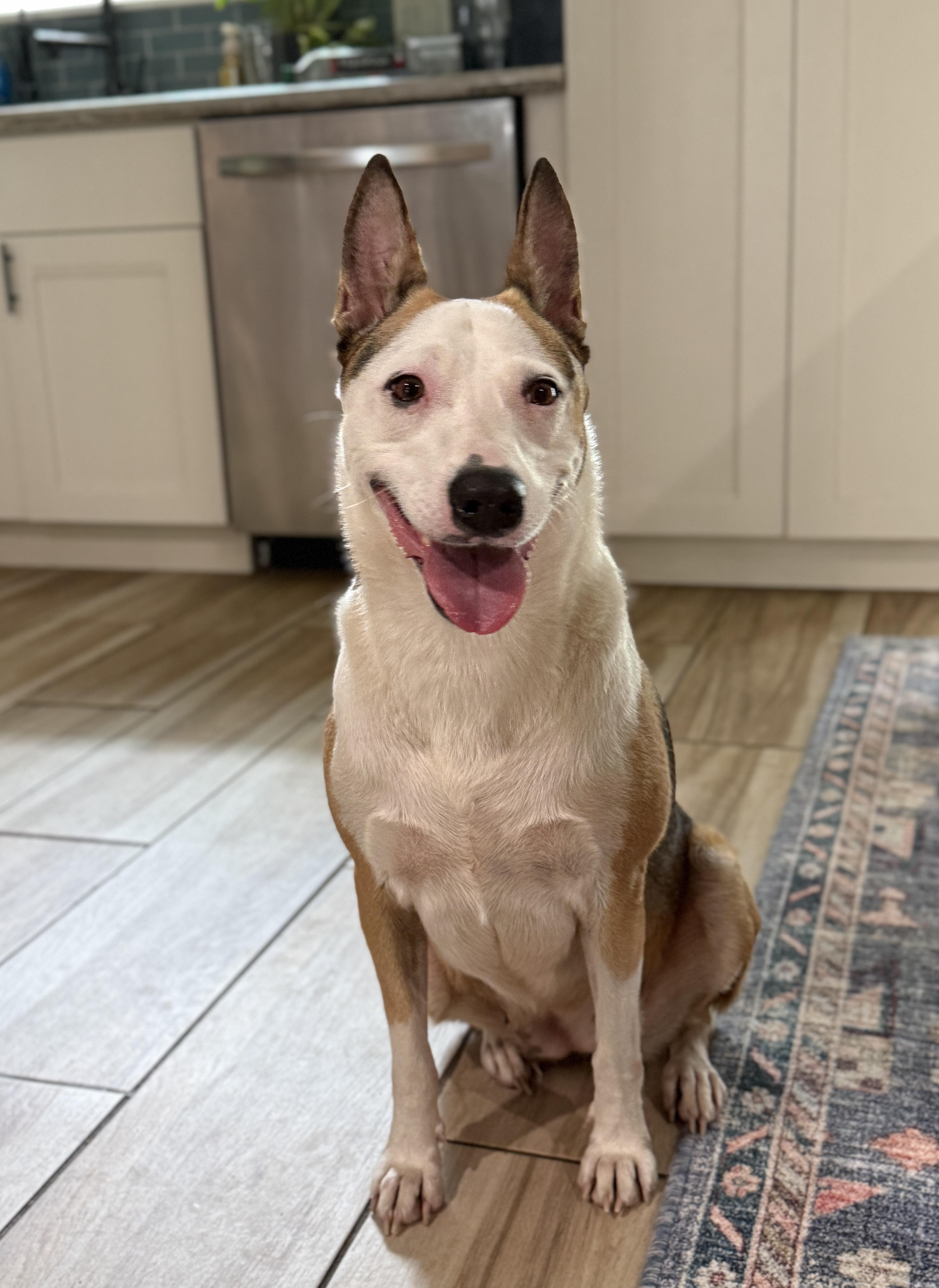 An adult medium-sized female Tricolor (Brown, Black, & White) Shepherd dog named Muffin for adoption in Willis, TX