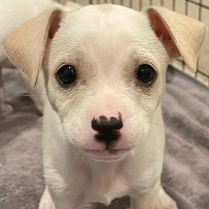 Bon Jovi thumbnail 3