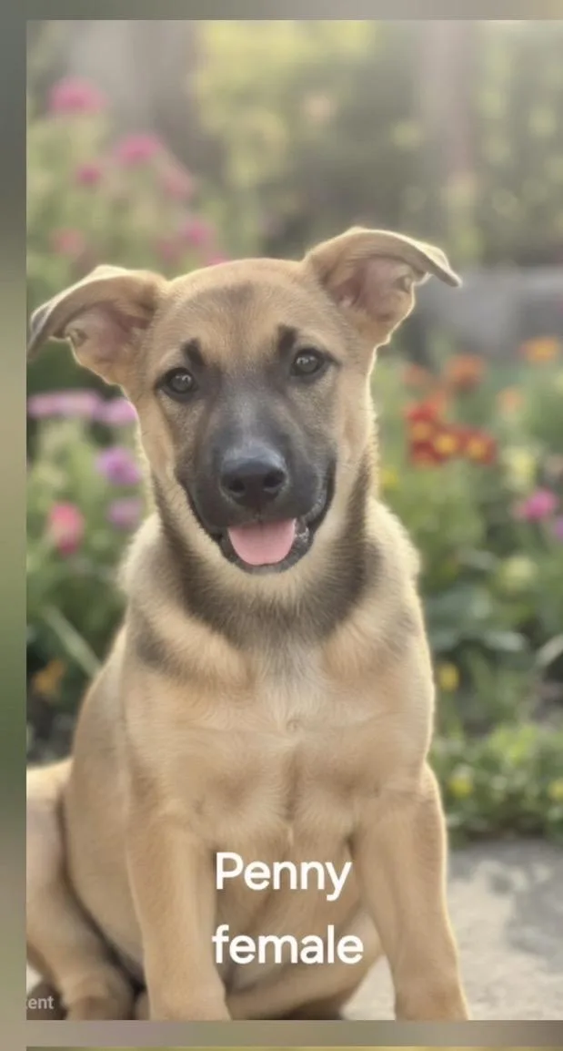 A baby medium-sized female German Shepherd Dog dog named Penny for adoption in Manchester, CT