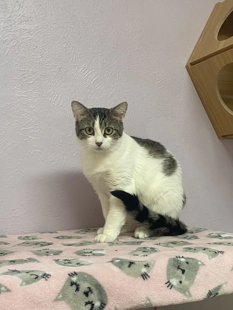 An adult medium-sized female Domestic Short Hair cat named Bitsy for adoption in Lakewood, CO