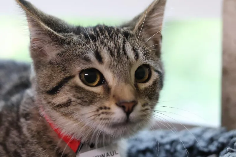 Caterwaul thumbnail 2