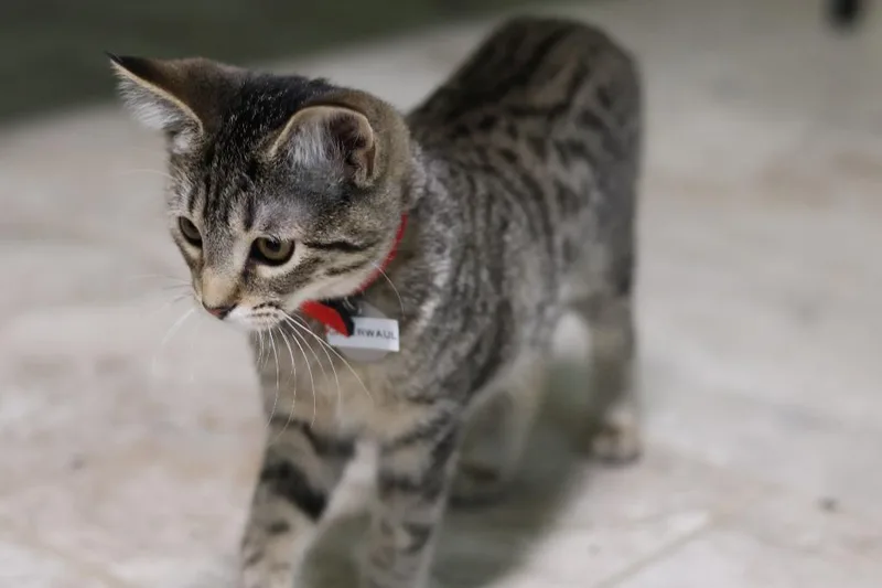 Caterwaul thumbnail 3