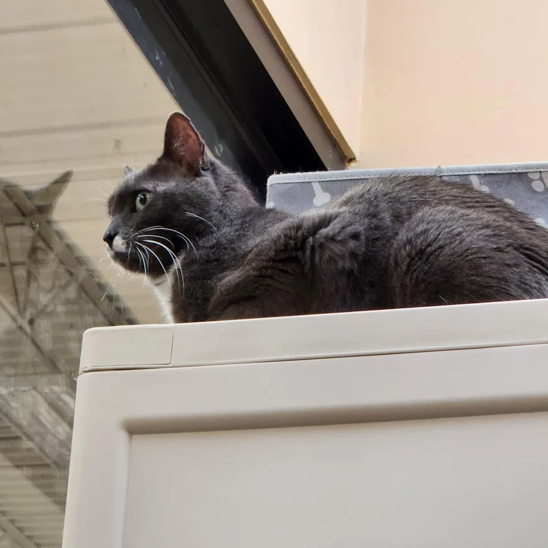 An adult medium-sized male Gray / Blue / Silver Domestic Short Hair cat named Buddy for adoption in Duluth, GA