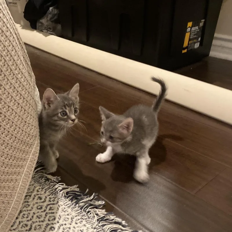 A baby small-sized male Gray / Blue / Silver Domestic Short Hair cat named Hank for adoption in Tustin, CA