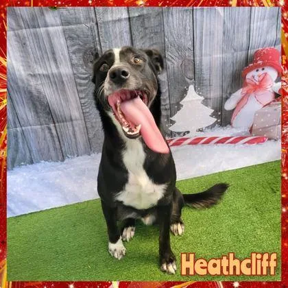 An adult large-sized male Border Collie dog named Heathcliff for adoption in Morton Grove, IL