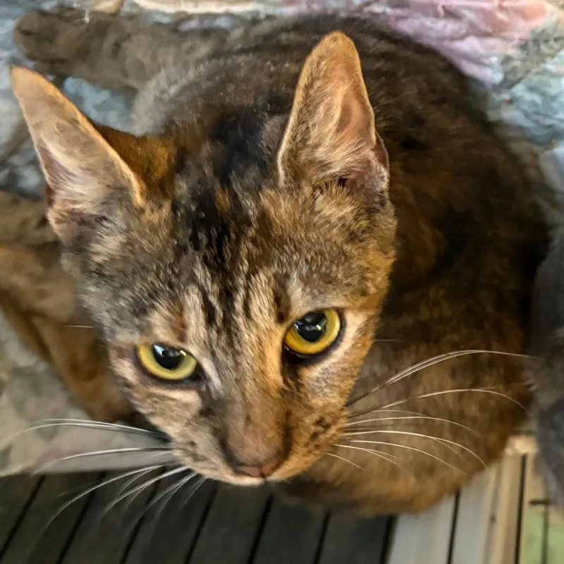 An adult medium-sized female Calico Domestic Short Hair cat named Baba Bocey for adoption in Pennsville, NJ