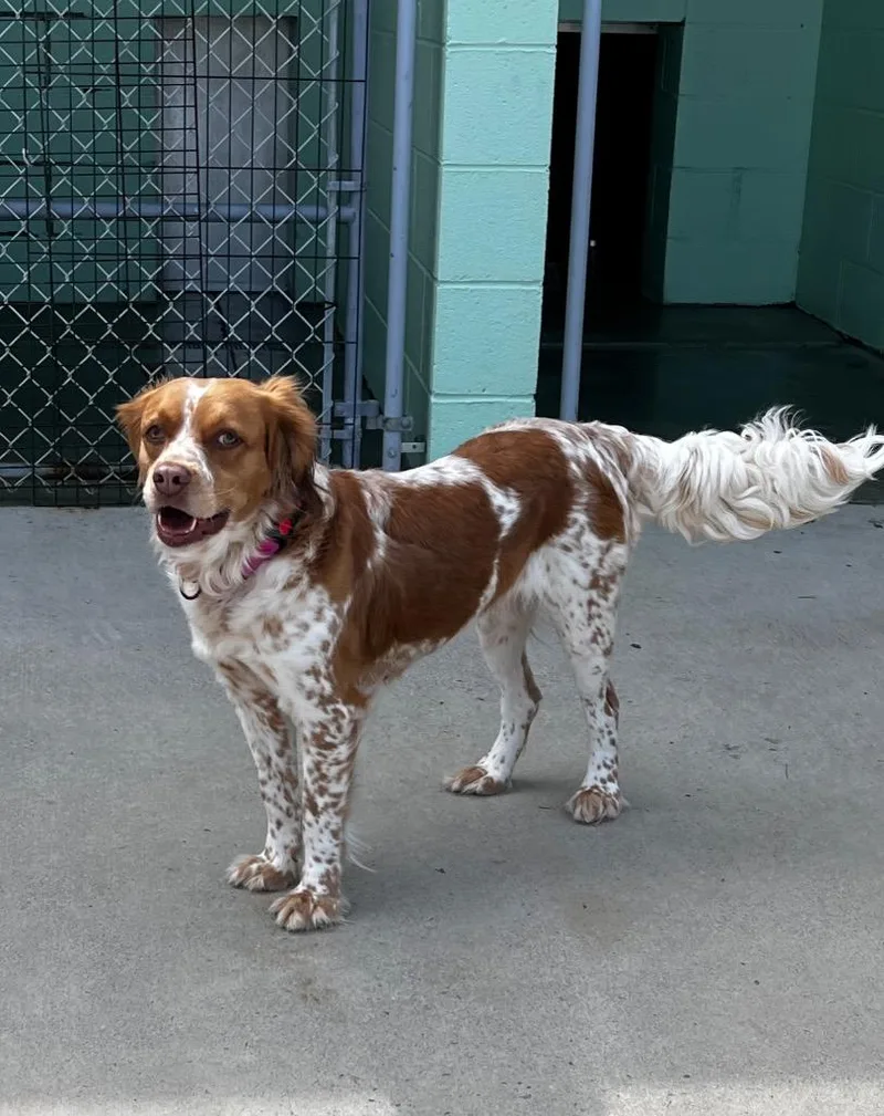 A young medium-sized female Spaniel dog named Gia for adoption in Blountville, TN