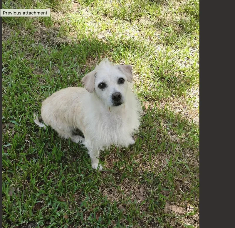 A young small-sized male Poodle dog named Duck for adoption in Houston, TX