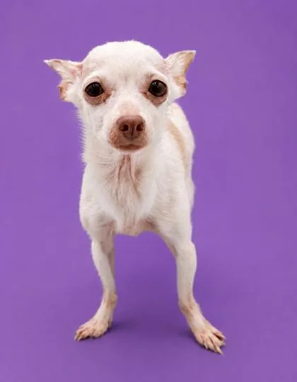 An adult small-sized female Chihuahua dog named Autumn for adoption in Bowling Green, KY