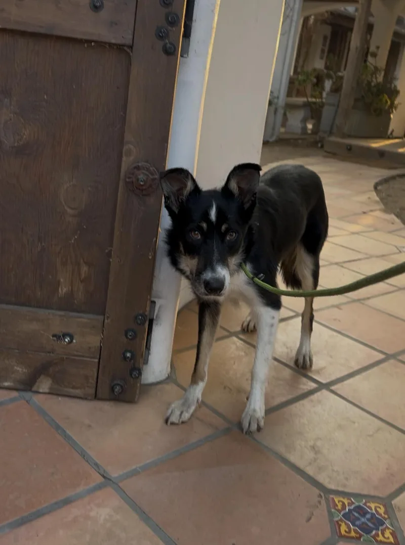 An adult medium-sized female Tricolor (Brown, Black, & White) Border Collie dog named Mollie for adoption in West Hollywood, CA