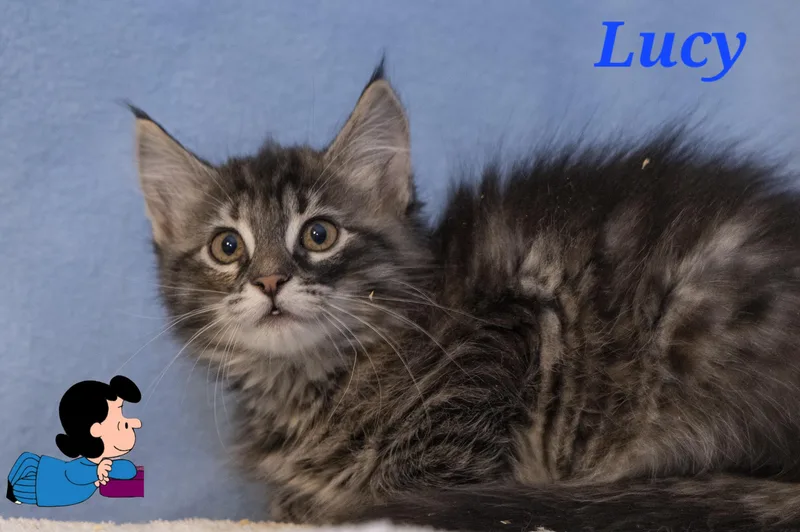 A baby medium-sized female Tabby (Buff / Tan / Fawn) Domestic Short Hair cat named Lucy for adoption in SCOTTSDALE, AZ