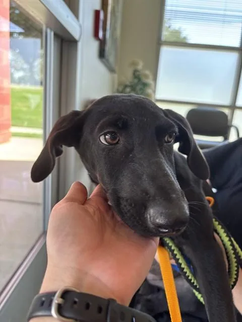 A baby large-sized female Labrador Retriever dog named Mocha A for adoption in Plano, TX