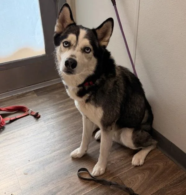 An adult medium-sized male Siberian Husky dog named Astro for adoption in San Diego, CA
