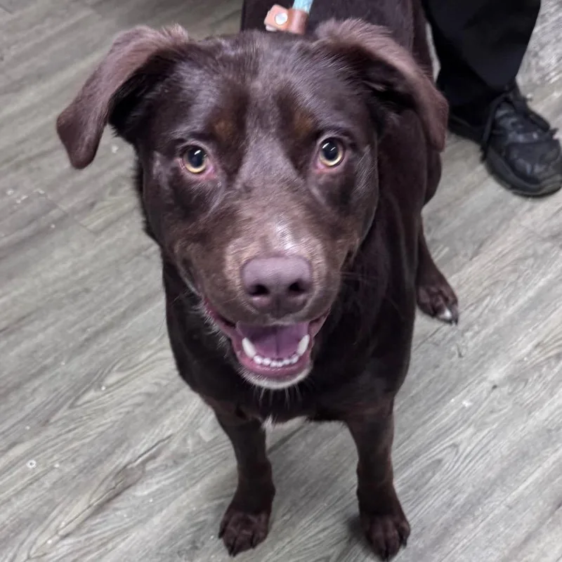 An adult medium-sized male Brown / Chocolate Mixed Breed dog named Bubba for adoption in Summerville, SC