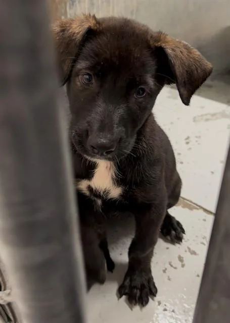 A baby small-sized female German Shepherd Dog dog named A for adoption in Conroe, TX