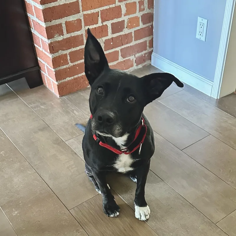 A young medium-sized female Labrador Retriever dog named Zoey for adoption in santa monica, CA
