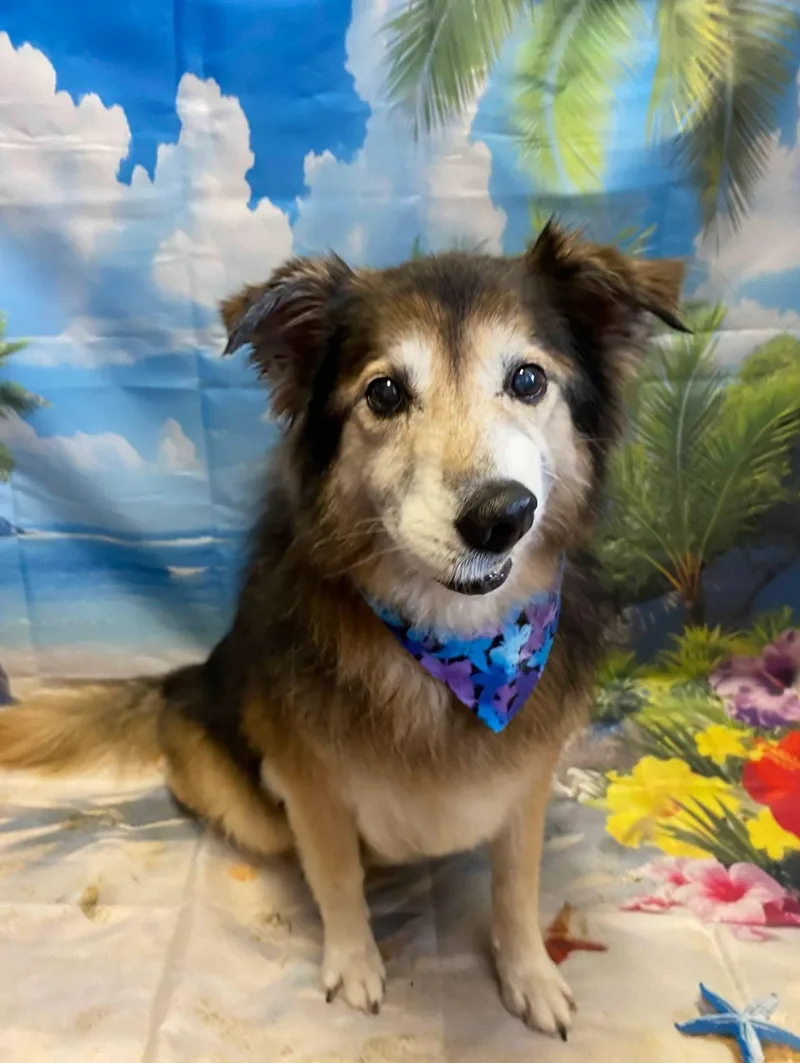 A senior medium-sized female Tricolor (Brown, Black, & White) Rough Collie dog named Princess for adoption in metairie, LA
