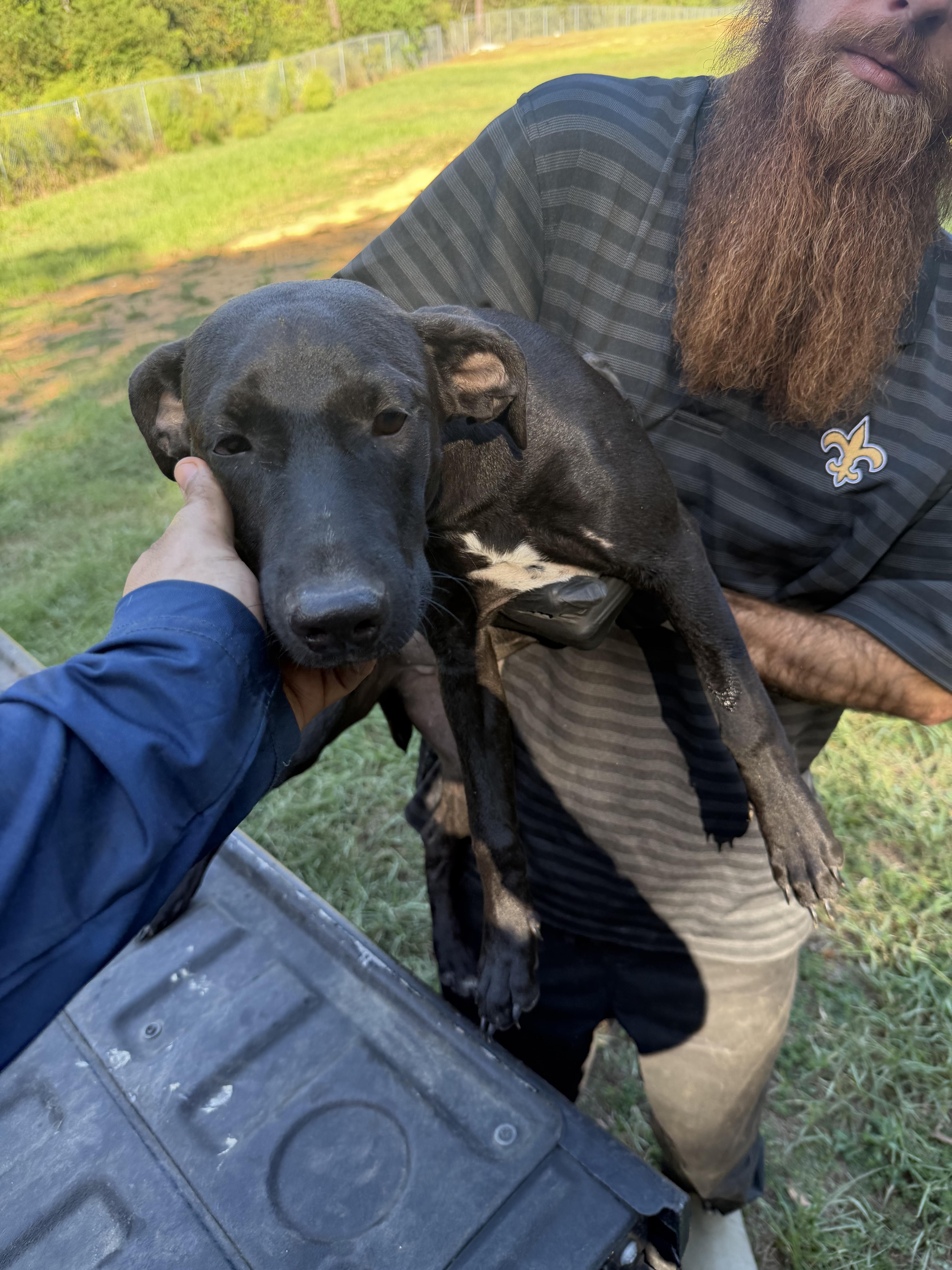 A baby medium-sized female Black Labrador Retriever dog named Wendy for adoption in Kiln, MS