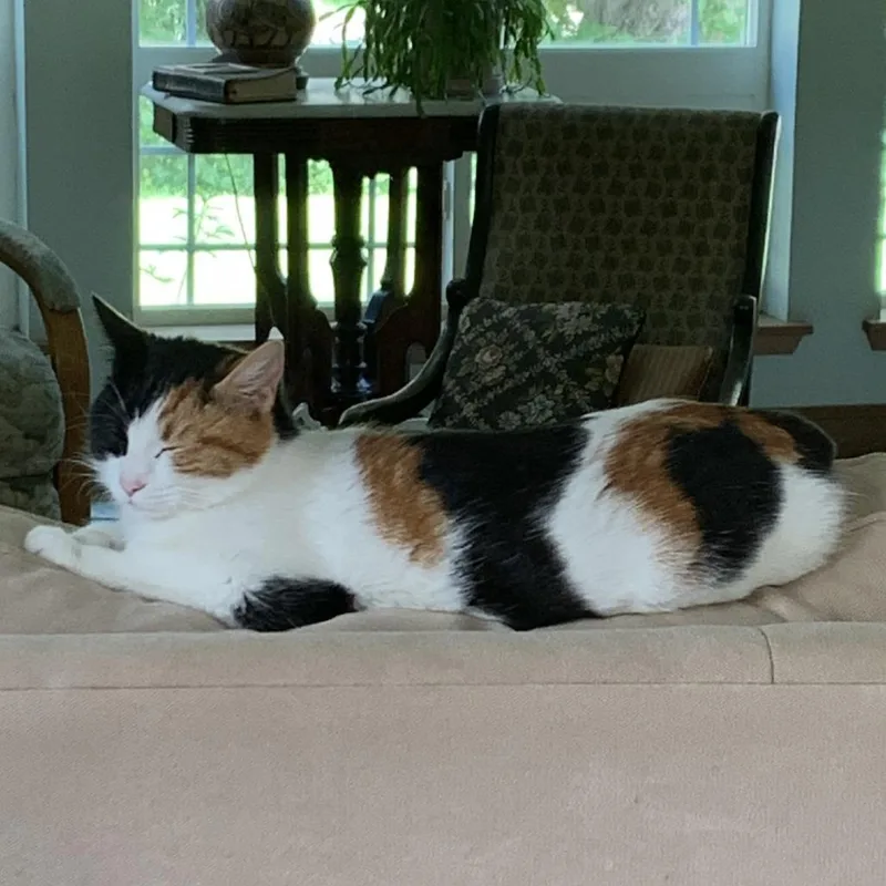 An adult medium-sized female Calico Domestic Short Hair cat named Mama for adoption in Tacoma, WA
