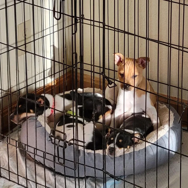 A baby small-sized male White / Cream Rat Terrier dog named Mario for adoption in Coos Bay, OR