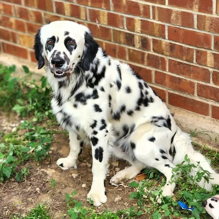 An adult large-sized male Black Dalmatian dog named Pippen for adoption in Mounds, OK